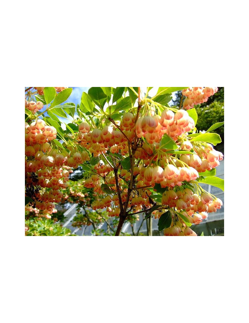enkiant dzwonkowaty-Enkianthus campanulatus enkiant dzwonkowaty-Enkianthus campanulatus