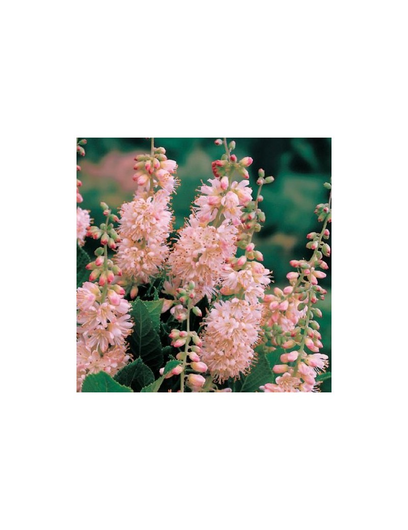 Orszelina zwyczajna 'Pink Spire"-Clethra alnifolia 'Pink Spire' Orszelina zwyczajna 'Pink Spire"-Clethra alnifolia 'Pink Spire'