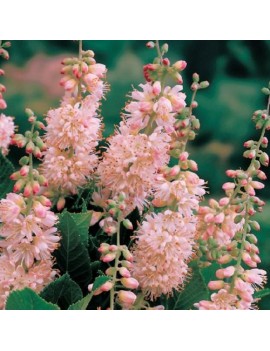 Orszelina zwyczajna 'Pink Spire"-Clethra alnifolia 'Pink Spire'