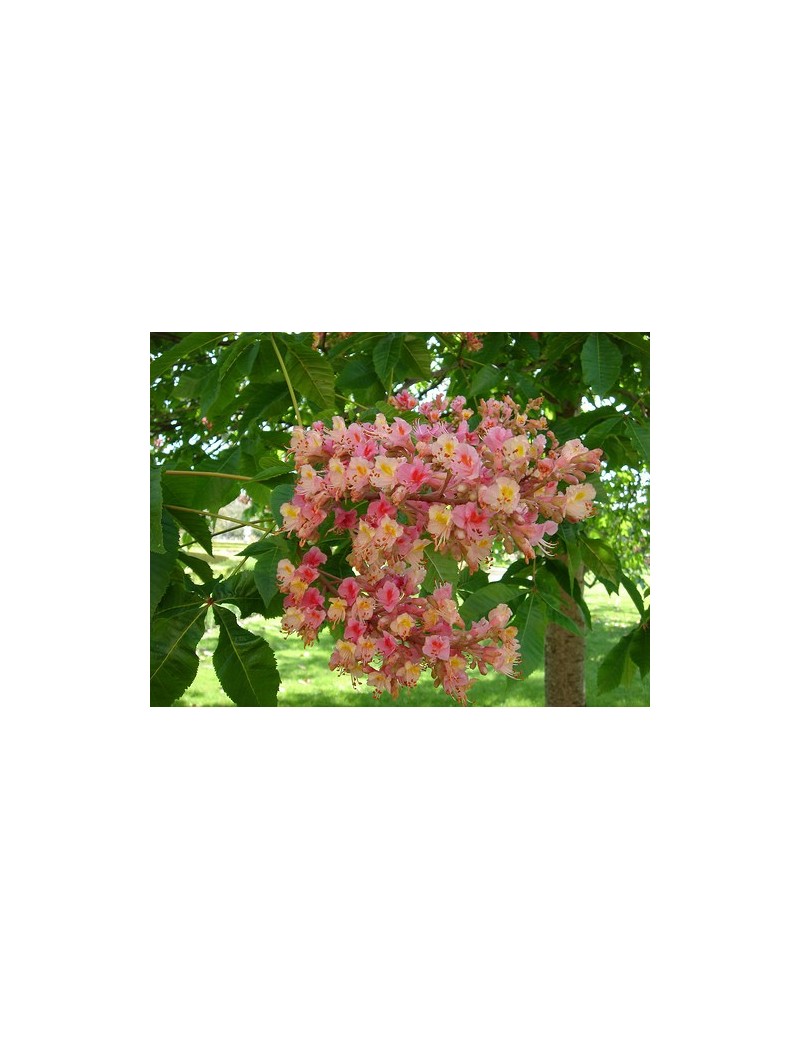 kasztanowiec czerwony 'Briotii'-Aesculus ×carnea 'Briotii' kasztanowiec czerwony 'Briotii'-Aesculus ×carnea 'Briotii'