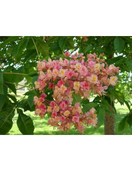 kasztanowiec czerwony 'Briotii'-Aesculus ×carnea 'Briotii'
