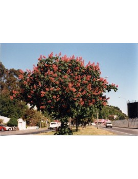 kasztanowiec czerwony 'Briotii'-Aesculus ×carnea 'Briotii'