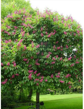 kasztanowiec czerwony 'Briotii'-Aesculus ×carnea 'Briotii'